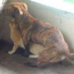 Zu3r4MB's profile picture. Aqui sua diversão é garantida, com piadas e frases engraçadas , porque... THE ZOEIRA  NÃO TEM END ♥