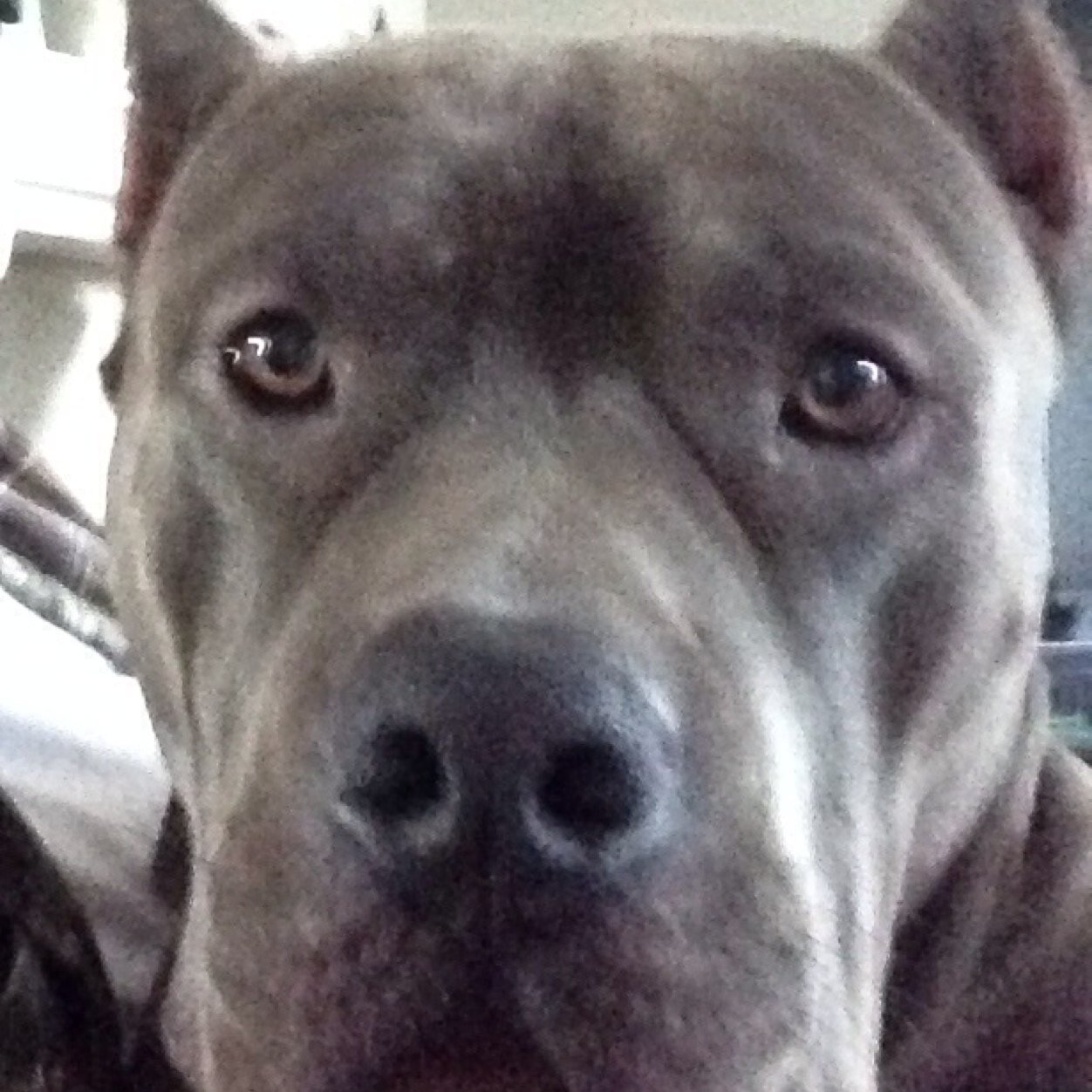 Pittyjax's profile picture. 