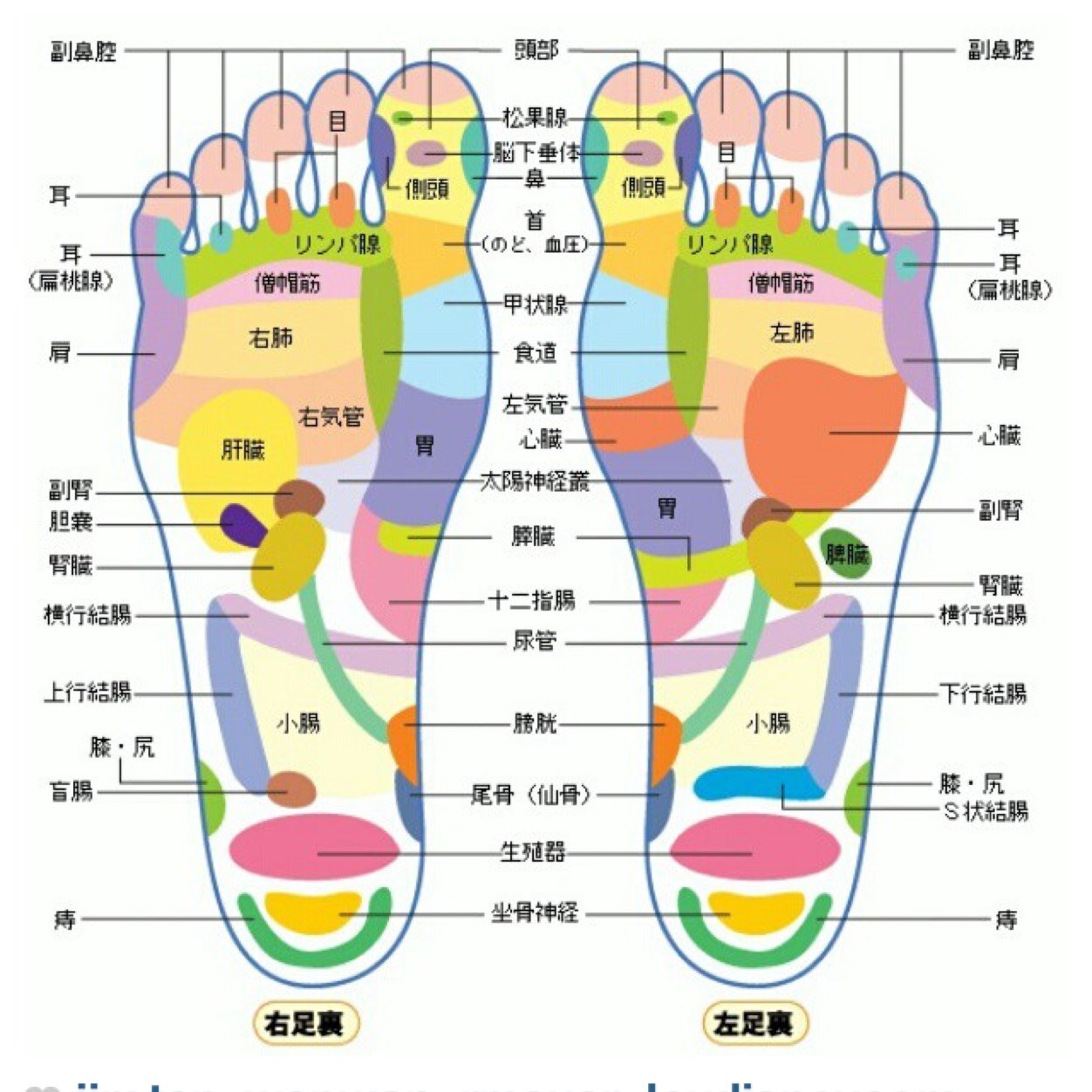 足裏。足裏。