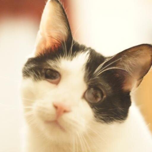 Rocket ship builder, pizza tester, catnip lover, expert couch lounger, flower regurgitation