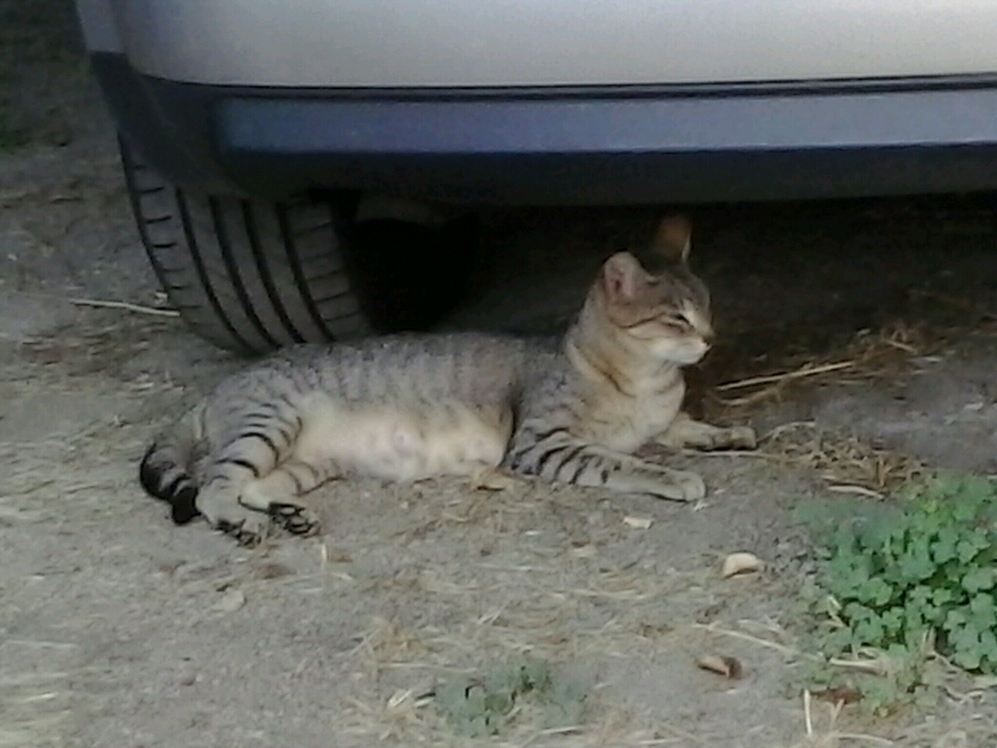 Maxi_Gallego's profile picture. 