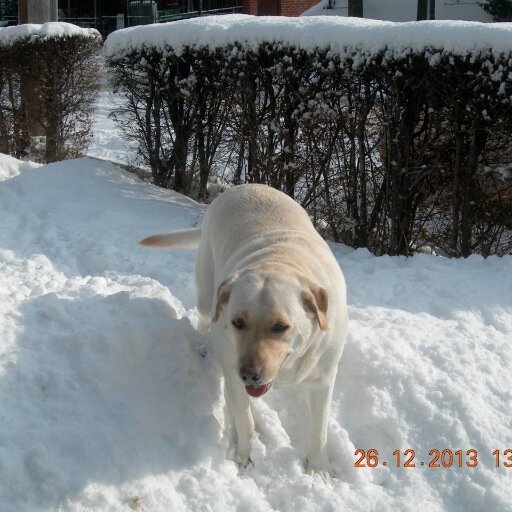 easy going loves the out doors especially with my dog sam  4 yr old yellow lab Plays sports hockey baseball golf  enjoys being around people who loves animals