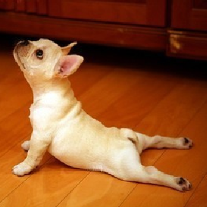 MonthyPython's profile picture. JavaScript developer, lover of dogs and yoga