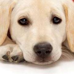 Matching free, local, reciprocal, pet care for when you're away, need help or want to share. Or no pet of your own but would like to help with and enjoy others.