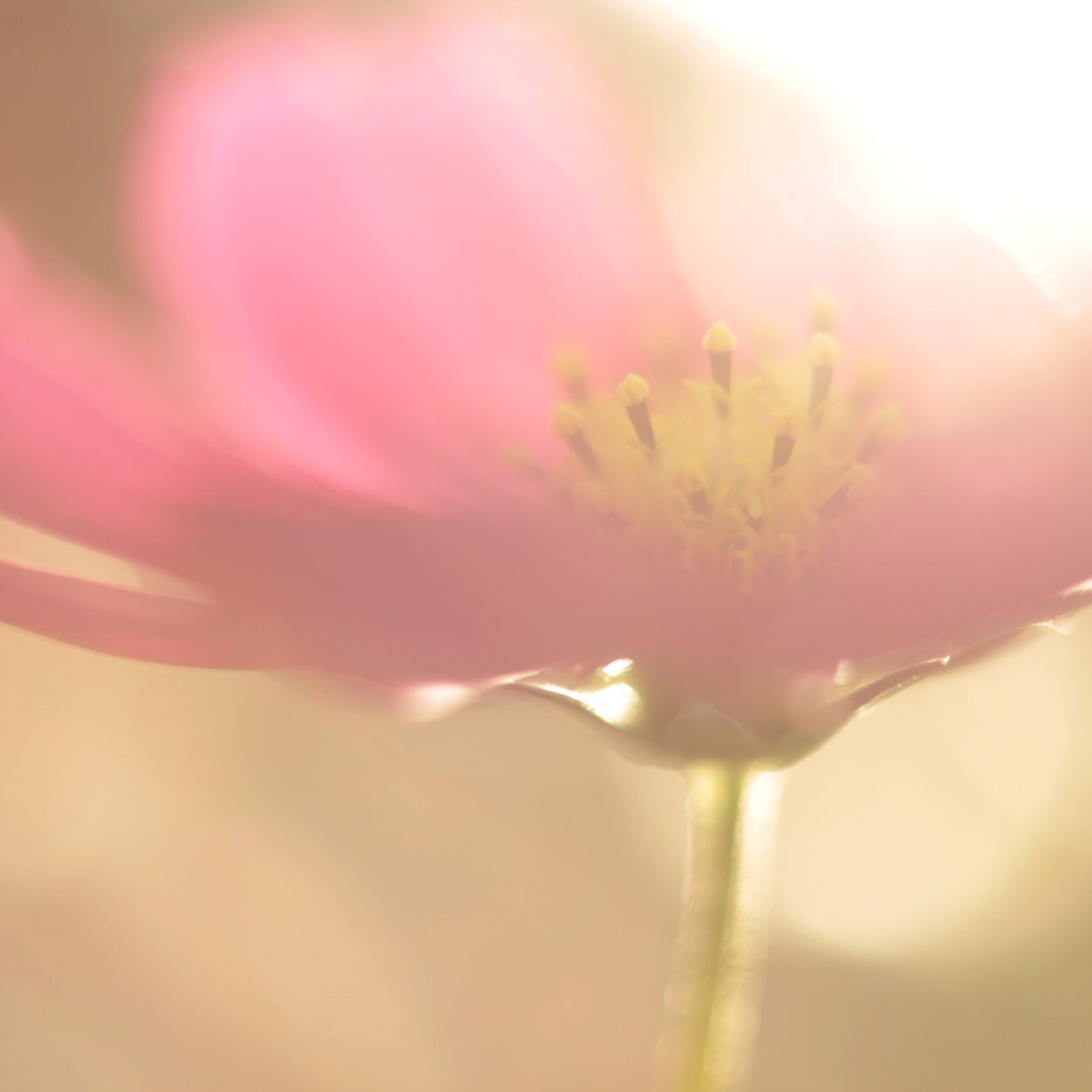 sml_04z's profile picture. 写真撮るのが好きです★ 使用カメラ *PentaxMX *CANON EOS60D *LOMO Lubitel166+ *HOLGA120CFN *blackbird,fly など