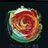 brilliant_rosesのアイコン