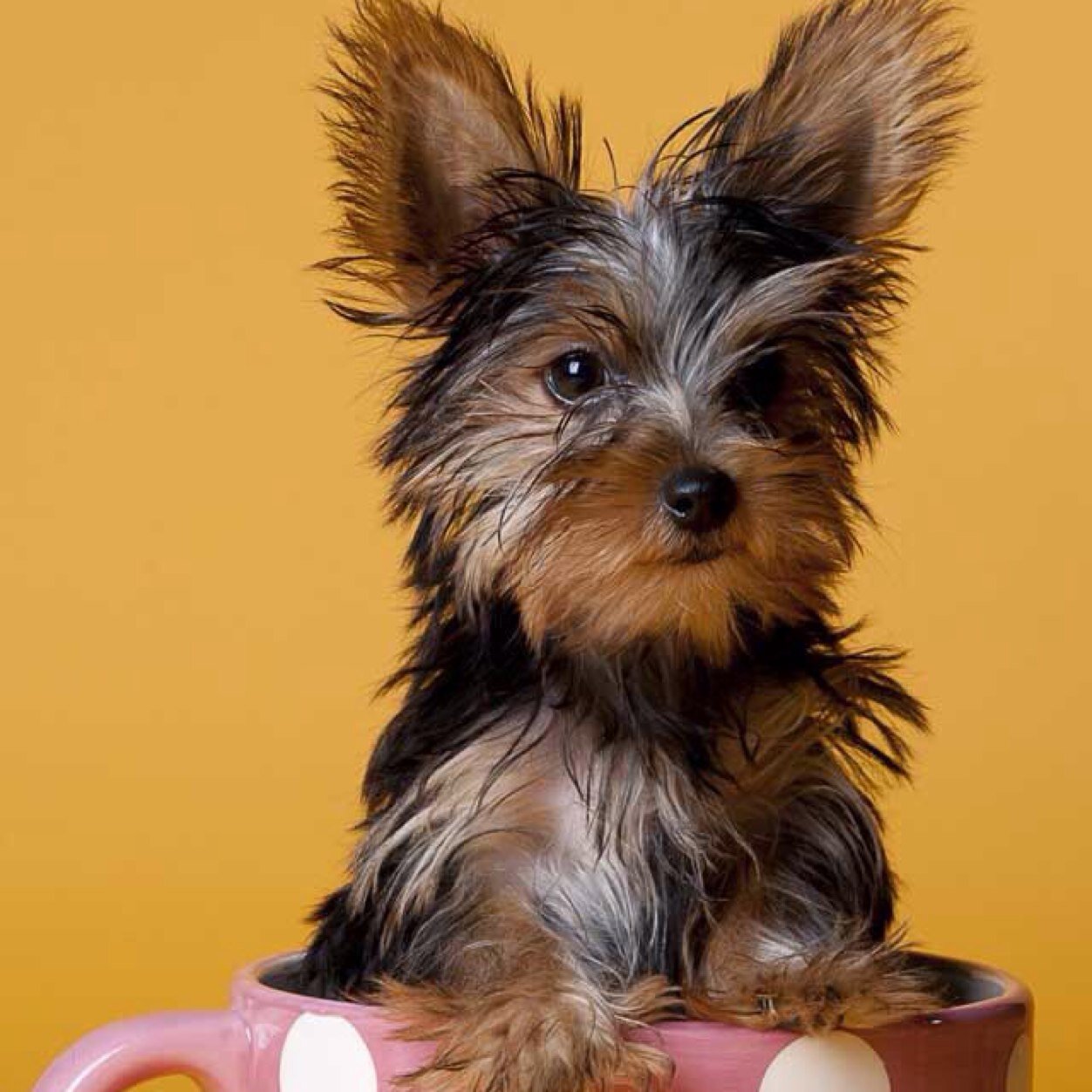 ArwEmilie's profile picture. 