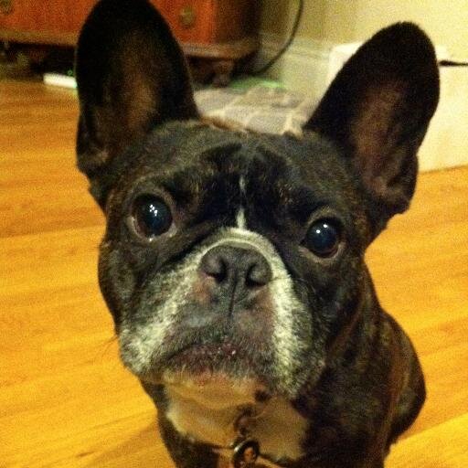 GillyFrenchie's profile picture. 