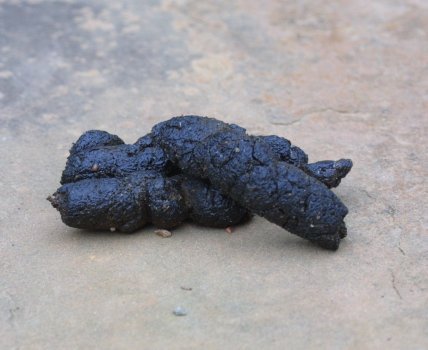 thaflaminglips's profile picture. 