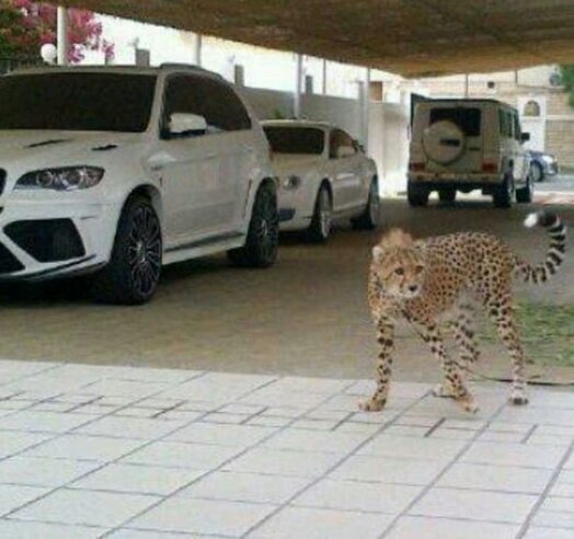 ‏‏‏شاعر(ن) يكتب لو أن المشاعر ماتهيض