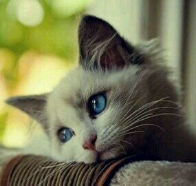 mako_pp2's profile picture. LINE、通話、DM、リアルしません。リプ返信率低いですごめんなさい。ゲームとオナニー好きな18♀。