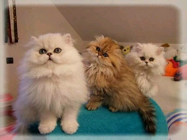 javieraponte15's profile picture. Licenciado Contador Publico