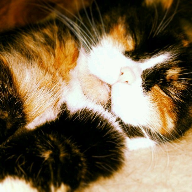 janetmfordtb's profile picture. Union Steward 
Labour Advocate 
Disability Rights and Human Rights Advocate .. And A Great Golfer 🏌️‍♀️ ⛳️
#HumanRights
#DRCOPSEU
#OPSEU 
#SEFPO