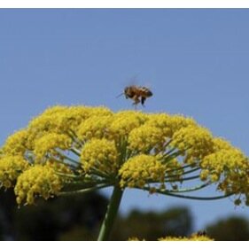 Independent Bee Farmers