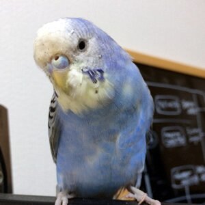セキセイインコ好きのこまるで～す！よろしくピー(^^ゞ←イヤ、別にあぶないタイプではありませんよ～ブログも始めました！
