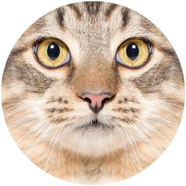 Freelance commercial & advertising #photographer based out of #Louisville, #Kentucky. Specializing in animal portraiture & commercial product photography.