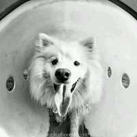 Ruckus the Eskie (@ruckustheeskie) 's Twitter Profile Photo Ruckus the Eskie (@ruckustheeskie) 's Twitter Profile Photo