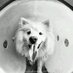 Ruckus the Eskie (@ruckustheeskie) Twitter profile photo