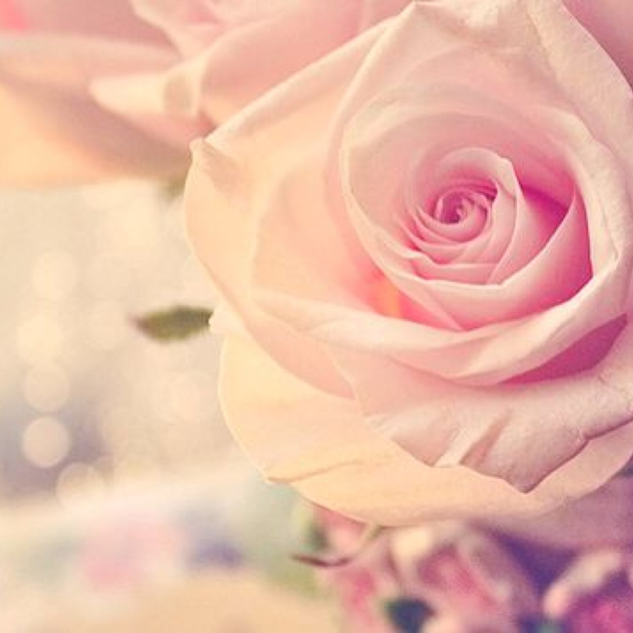 ssnurass's profile picture. 