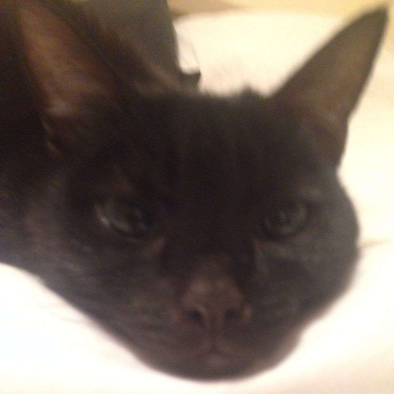 joeythelips's profile picture. 