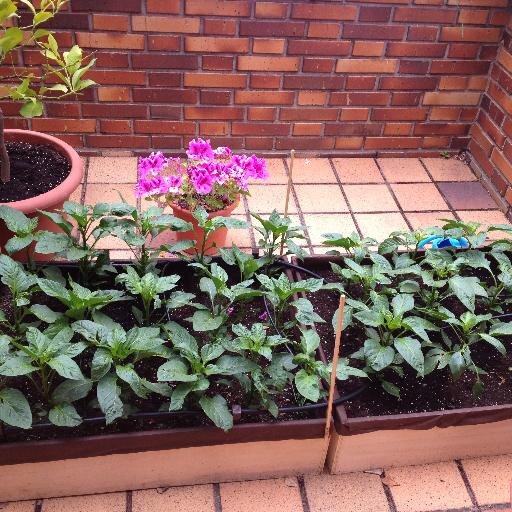 TuHuertoArroyo's profile picture. Cuenta Oficial del canal de youtube El Huerto ultima hora del canal y de nuevos videos.