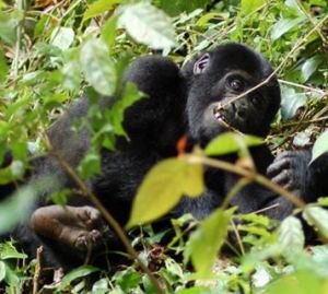 BugomaForest's profile picture. international project and association for Bugoma forest conservation
http://t.co/x5jkMwBYlQ