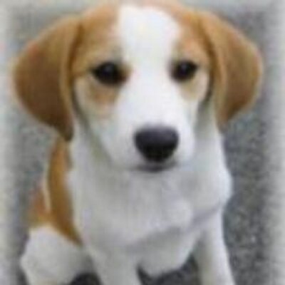 外山茜 ドイツやオランダなどでは 犬を飼うのに 犬税 を納めなければならないらしい 7659