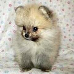 フォロー大歓迎です！フォロー返しもご了承くださいネ(^_^)好きなアーティストCocco、B'z、福山、ミスチル、ZARD！マンガは3月のライオンとMONSTER。