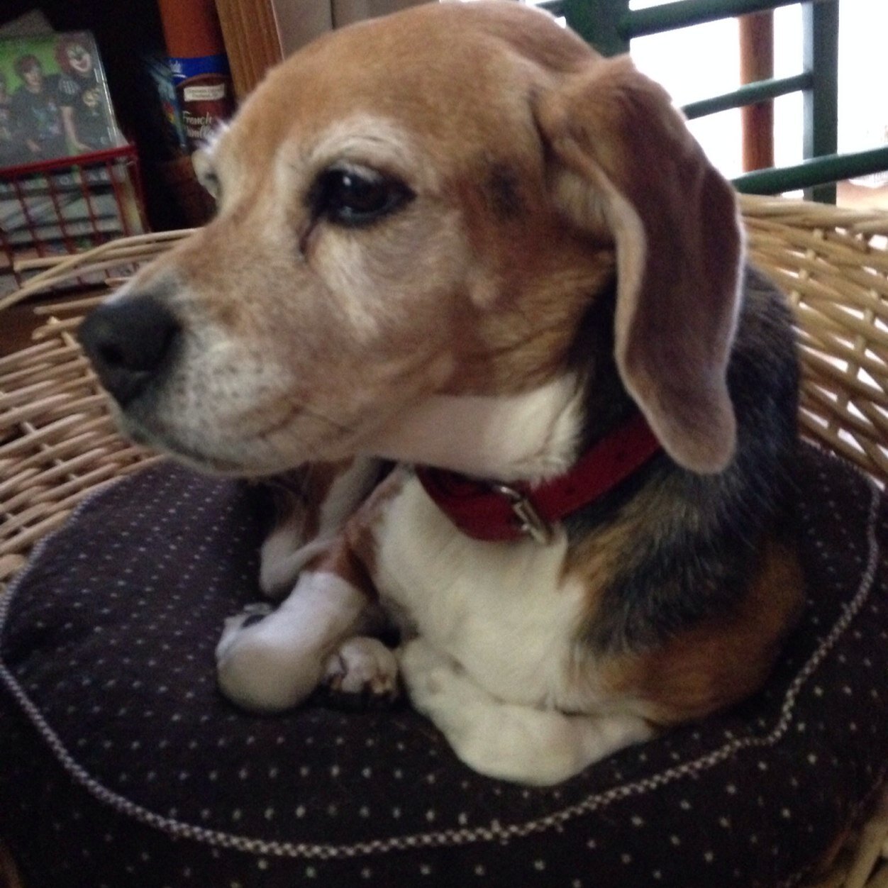 beagle 妄想大好き