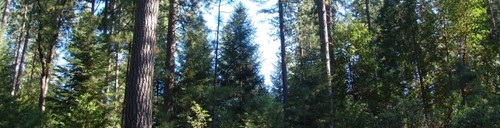 We are Sierra People's Forest Service and we hold major logging companies accountable regarding their unsustainable forest management practices.