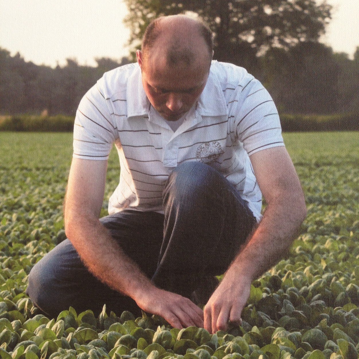Grower of spinach, baby spinach, wild spinach, rucola, and leek
Packing of unwashed spinach and rucola