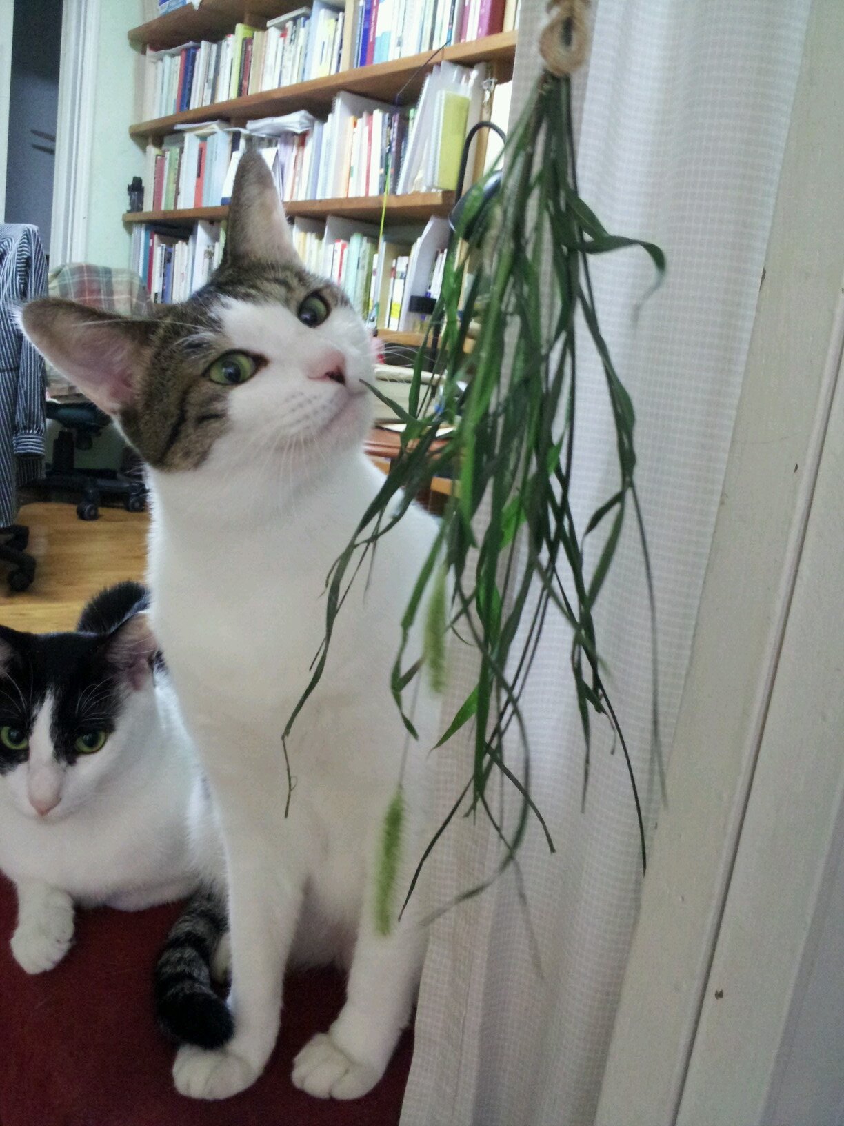 irrigo6's profile picture. 