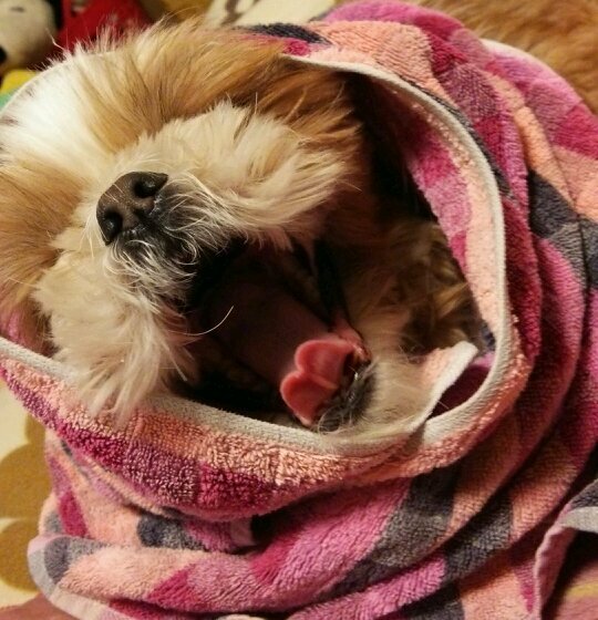 しーたんさんのプロフィール画像