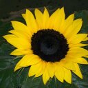 Ira Stein - @motzerin - Twitter