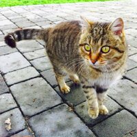 Enric de Dalmau (@enricdedalmau) 's Twitter Profile