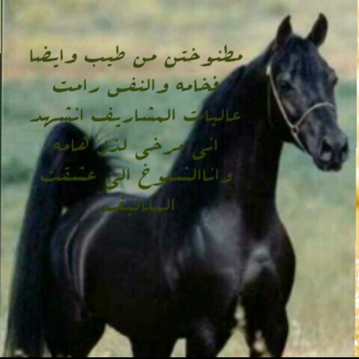 شامخه بطبعي وعزت النفس نهج حياه نشأت عليه.