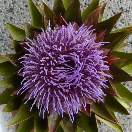 lovamariluz's profile picture. 