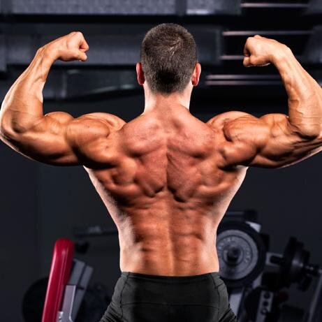 Información beridica sobre temas de musculación y estudios recientes para musculación