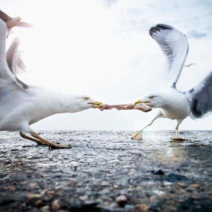 http://t.co/RvntKqEmo2 on bird