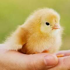 Từ nhỏ đến lớn không có gì để đáng nói! ^_^
