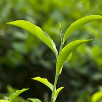 STEEP (@steepresearch) 's Twitter Profile