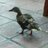 a_lost_duck's profile image