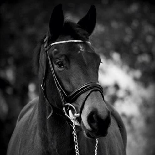 i am forever a equestrian!! :) ♥