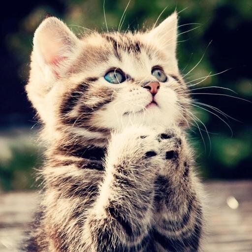 ANIMALS & HUMOR
[If you're waiting on a follow from me just ask]
#YoureAnAnimal #WhatAnAnimal