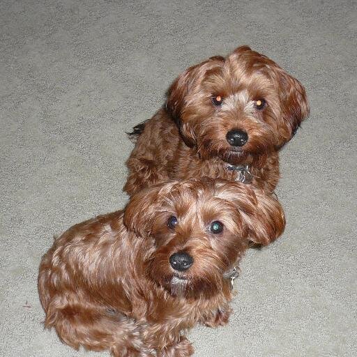Love my SO, puppies and all things tech.