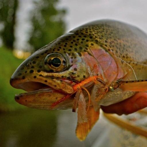 SaveTetonRiver's profile picture. 