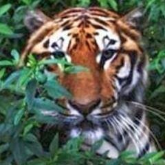 TigreCharter's profile picture. My Personal Twitter page,Live together like brothers and do business like strangers.