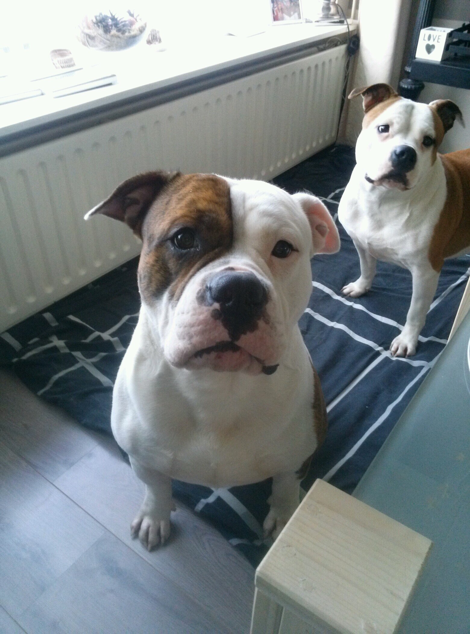 dasapi's profile picture. 