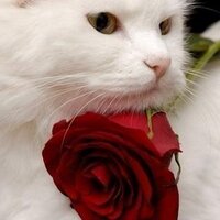 MADA (@mada70) 's Twitter Profile