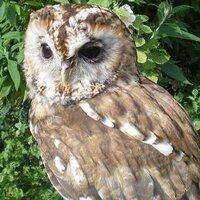 Norfolkowls (@norfolkowls) 's Twitter Profile